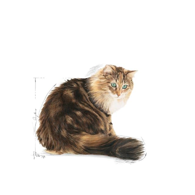 ROYAL CANIN Senior AGEING 12+ | Doppelpack | 2 x 400 g | Alleinfuttermittel für Senior Katzen ab dem 12. Lebensjahr | Kann dazu beitragen die Harnwegsfunktion zu unterstützen