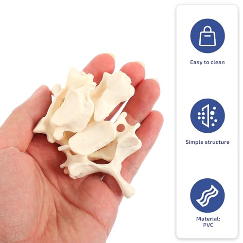 Image of Solustre Cervical Spine Model Life-Size Human Cervical Vertebrae Anatomical Model for Student Study Teaching Patient Education Anatomy Reference 2.95 X 1.65 X 0.98 in