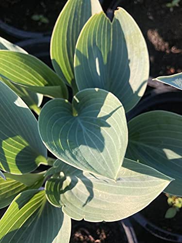 2 Potted Plants of Hosta (Halcyon) in 12cm pots Includes Postage