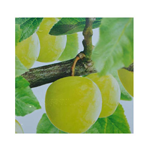 gardenexpert Prunus 'Ontario' Patio Plum Tree 17cm Pot Size Fruit, Yellow