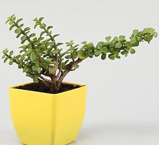 Kuberakshi Jade Plant Crassula Succulent Indoor Decorative Green Plant for Home Garden Décor Green Free Size-image-11