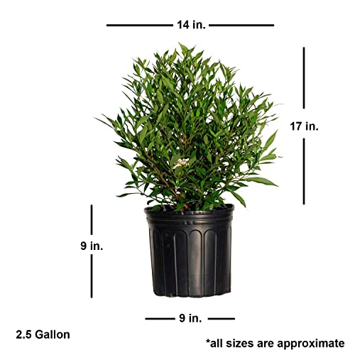 Frost Proof Gardenia (2.5 Gallon) Flowering Evergreen Shrub With Glossy Green Foliage And White Fragrant Blooms - Full To Part Sun Live Outdoor Plant #TOP2