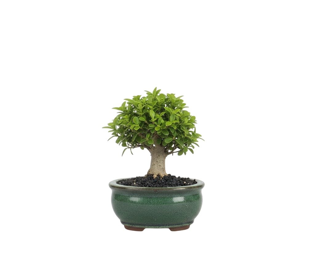 Zen Contemporáneo – Bonsái Carmona microphylla Natural para Interior | Bonsái Té de Fukien Decorativo Elegante y Fácil Mantenimiento DECOALIVE