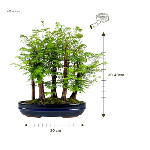 Bonsai LT Forêt Métaséquoia – Arbre préhistorique vivant dans un pot de 29 cm | Bonsaï d’intérieur/extérieur | Idée cadeau rare | Facile à entretenir | Plante décorative pour la maison et le bureau – vue 3