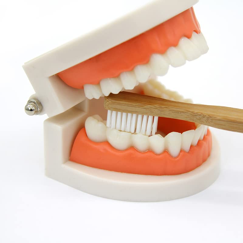 Kiddison Brushing Teeth Activity Set Montessori Practical Life