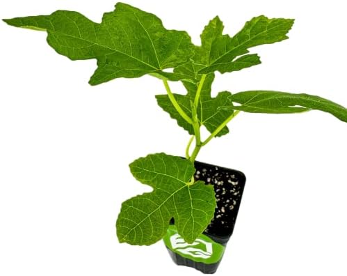 Celeste Fig Tree (Honey/Sugar Fig) Live Plant - Ficus carica - Wellspring Gardens Starter Plant