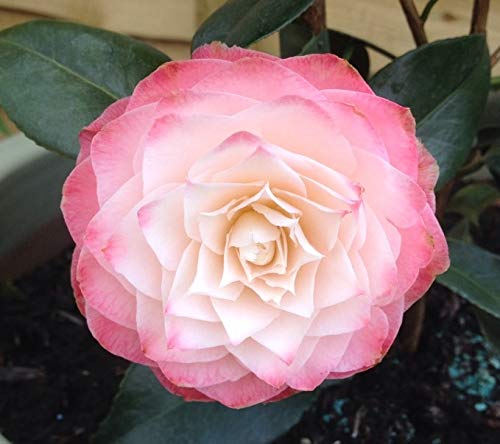 Nuccios pearl camellia japonica - live plant - quart pot