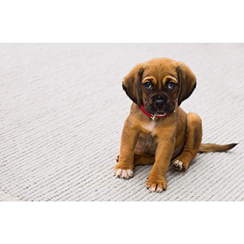 Affiche poster chiot 91x140cm décoration murale animaux mignon