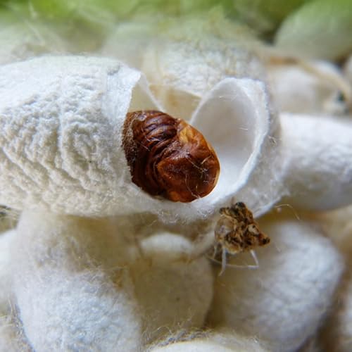 Cage pédagogique pour insectes avec aération et parois transparentes