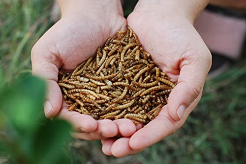 WORMSKING 10LB Dried mealworms 100% Non GMO, Ideal Treats for Your Chickens, Wild Birds, Hedgehogs, Hamsters, Reptiles