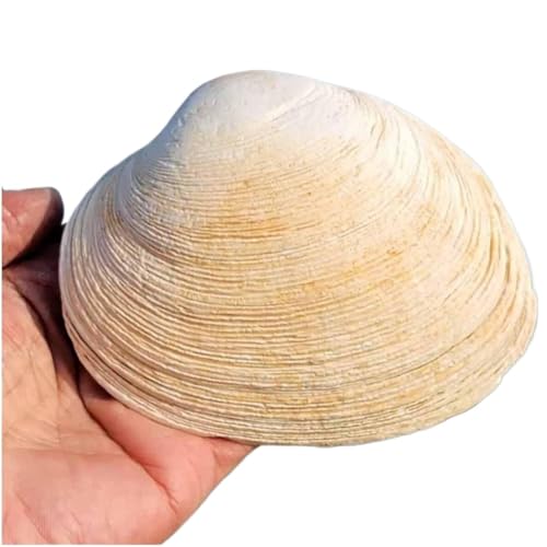 Conchas marinas naturales grandes seleccionadas de 11-13 cm para el hogar