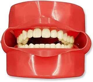 Dental Phantom Head Model with 28 Pieces Practise Teeth Teaching Model