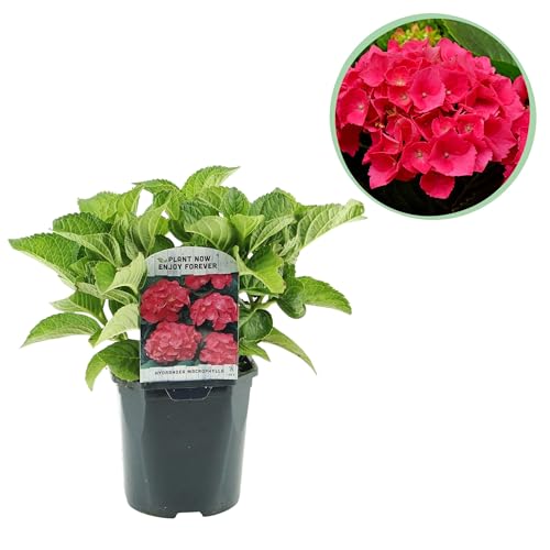 Hortensia - Hydrangea macrophylla Roja - Flor Roja - 1 Planta - Caduca - Bajo mantenimiento - 30cm - Ø18cm - Planta de jardín