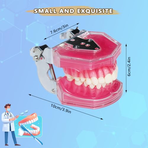 Image of 1 Pack Dental Demonstration Teeth Model with 28 Removable Teeth Teaching Study Model Tool Silica Gel Soft Gum for Dental Education,Dental Training,Demonstrations