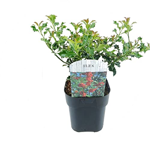 Decoración Natural Árbol Navideño Ilex Aquifolium o Acebo