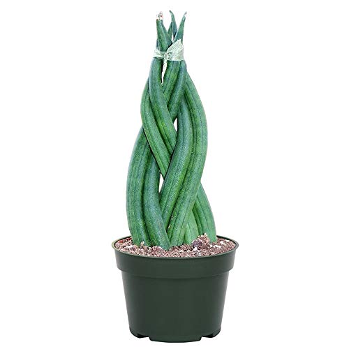 American Plant Exchange Braided Sansevieria Cylindrica Dragon Fingers Easy Care Live Plant, 4 American Plant Exchange Braided Sansevieria Cylindrica Dragon Fingers Easy Care Live Plant, 4