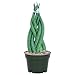 AMERICAN PLANT EXCHANGE Braided Sansevieria Cylindrica Dragon Fingers Easy Care Live Plant, 4" Growers Pot, Top Indoor Air Purifier