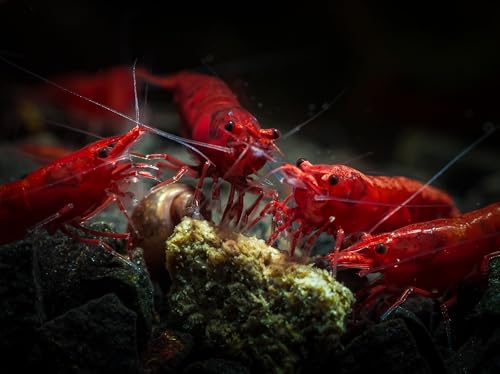 Image of Swimming Creatures Premium Neocaridina Shrimp - A Perfect Combo to Brighten Your Aquarium! (10 Premium RED)