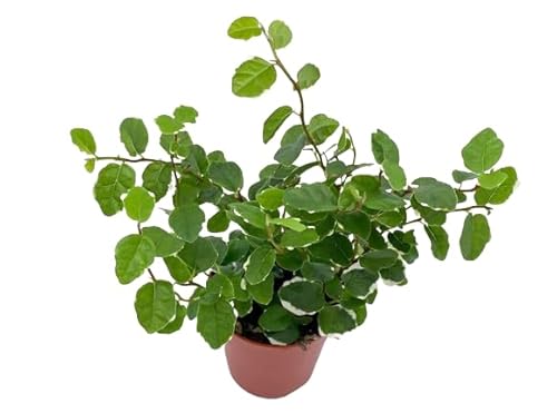 Ficus Pumila Natural Planta Resistente para Interior o Exterior con Hojas Colgantes