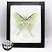 BicBugs Actias luna Real green moon saturn moth USA Framed