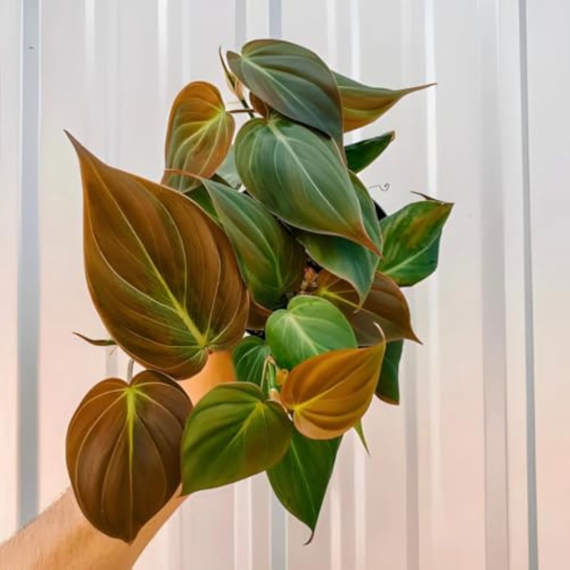 Philodendron Micans - Healthy Live Plant Air Purifying