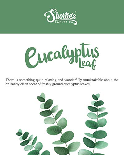 Eucalyptus Leaf Premium Tealight Candles Bulk Pack - Highly Scented With Essential & Natural Oils - 24 Green Tea Lights - Beautiful Candlelight - Made In The Usa - Fresh & Clean Collection #TOP4