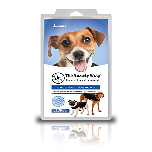 Should I Leave a Light on for My Dog? Dog Training Me