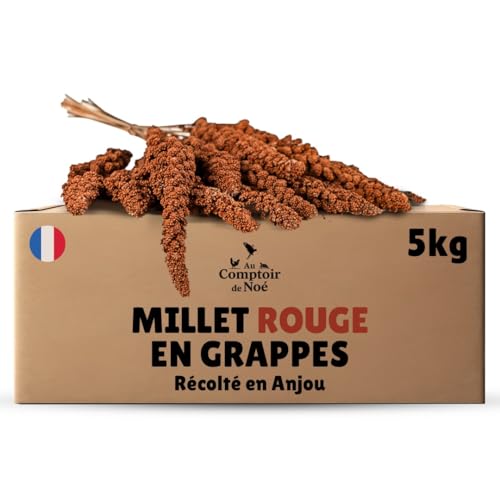 Au Comptoir de Noé Millet Rouge en Grappes 5kg, Alimentation pour Oiseaux, Récolté en France en...