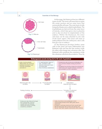 Image of Essentials of Oral Biology 3ed. (PB 2026)