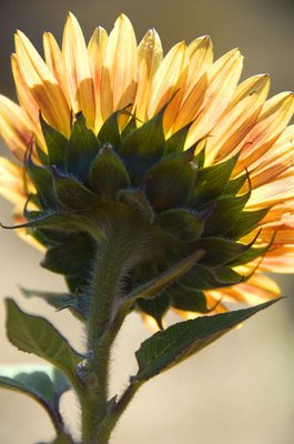 Garden Morning Glow Fine Art Photograph By Michael Verlangieri