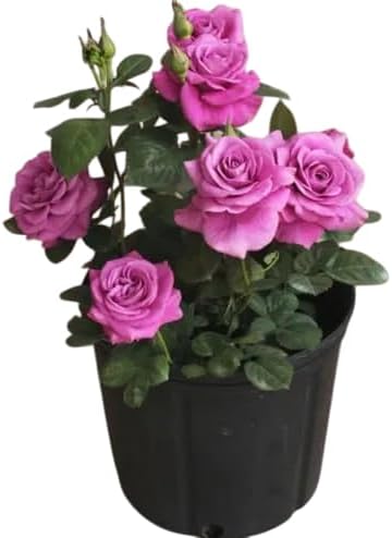 Live Mini Rose Bush - Plantas de rosas en miniatura de 5 a 7 pulgadas de alto en maceta de 3 pulgadas, mini rosas moradas