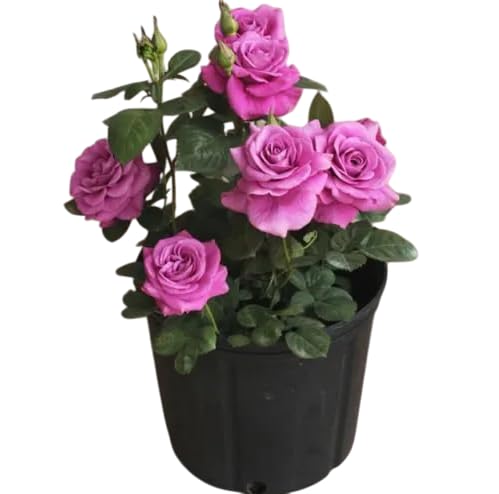 Live Mini Rose Bush