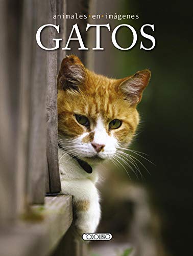 Gatos (Animales en imágenes) Gatos (Animales en imágenes)