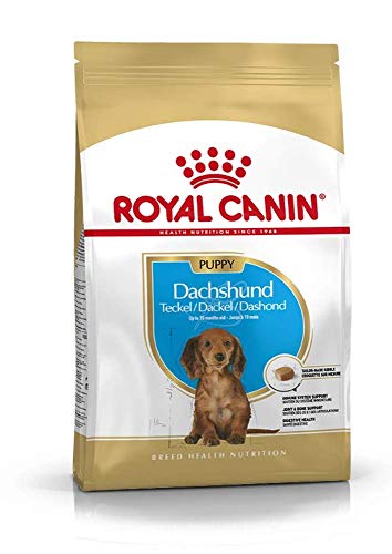 ROYAL CANIN Dachshund Puppy | 1,5 kg | Trockennahrung für Dackel-Welpen bis 10 Monate | Zur Unterstützung von Immunsystem, Verdauung & Knochenentwicklung | Kalziumfängerkroketten