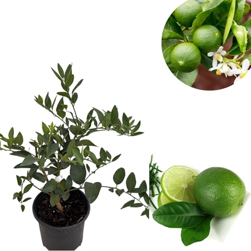 Live Persian Lime Tree for Planting, Live Bush Green Lime Fruit Tree 1 to 2 Feet Tall in One Gallon...