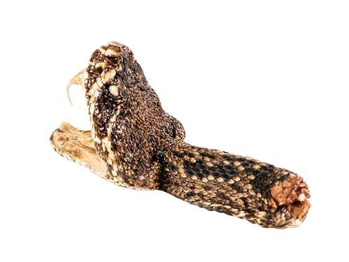 Real Eastern Diamondback Rattlesnake Head: Jumbo G6660