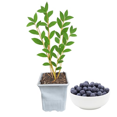 Duke Blueberry Plant, 1-Liter Pot - Great for The Mid-Atlantic!