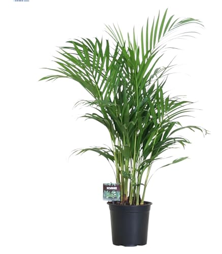 Dypsis Lutescens - Palma di Areca - 90-100cm - Ø19cm - Pianta d'appartamento - Sempreverde