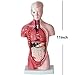 Human Torso Body Model Anatomy Anatomical Medical Internal Organs for Teaching Detachable Educational Medical Science Model New