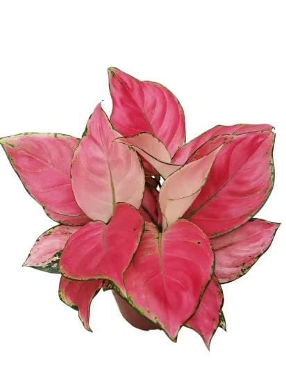SHIV PLANT PARADISE Red Aglaonema Live Indoor Plant with Black Pot, 4 inch, Natural Healthy Plant, Pack of 1-image-10