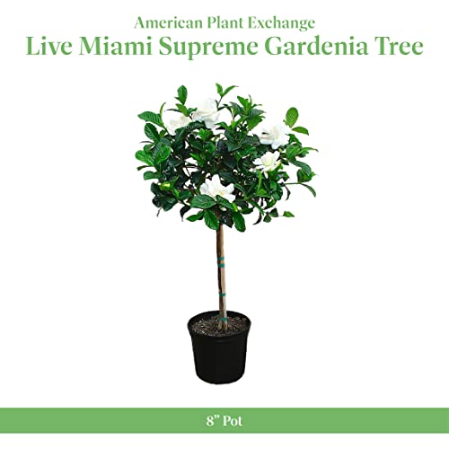 American Plant Exchange Live Miami Supreme Gardenia Tree With Fragrant White Flowers, Topiary Plant Pot For Home And Garden Decor, 8" Pot #TOP1