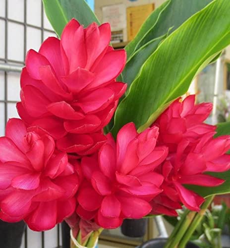 Radha Krishna Agriculture® Curcuma alismatifolia, commonly called Siam tulip Curcuma Flower Bulbs For Home Gardening Planting (Red, Pack Of 7 Bulbs) (B09PHR5YMR) Amazon Price History, Amazon Price Tracker