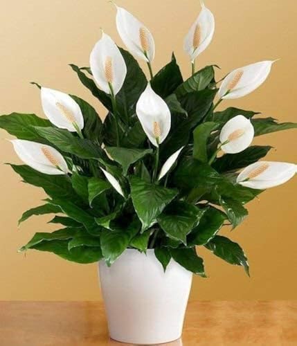 EverSneh Live Peace Lily Live Plant (Spathiphyllum), Indoor Air Purifying Plant, White Flowers Plant With Black Plastic Pot