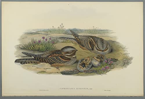 Oiseau Caprimulgus Europaeus John Gould toile murale grand format pour raviver un mur vide