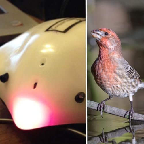 Spark Bird: J&rsquo;orge Garcia and the Finch Robot Podcast Por  arte de portada