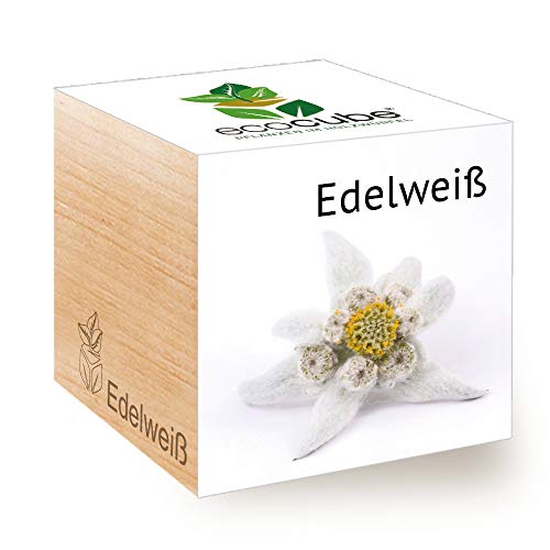 Feel Green 296527 Ecocube Edelweiß, Nachhaltige Geschenkidee (100% Eco Friendly), Grow Your Own/Anzuchtset, Pflanzen Im Holzwürfel, Made in Austria