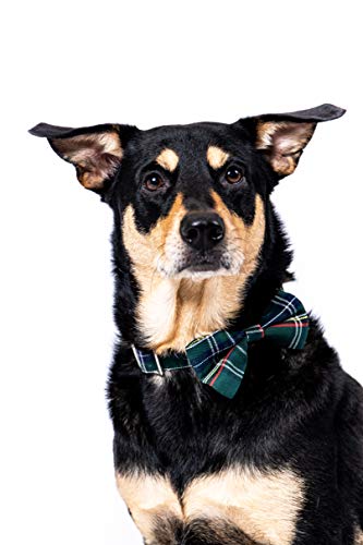 Collare per cani verde con papillon rimovibile