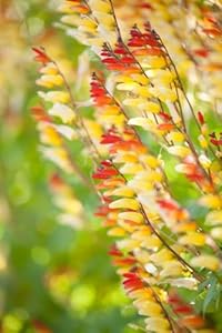 Grow Your Secret Garden Sternwinde Spanische Flagge Kletterpflanze