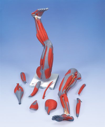 3B Scientific Muscular Anatomical Leg 9-Part