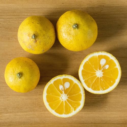 無茶々園 愛媛県産 黄金柑 約3kg(30〜60玉)